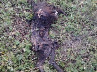 /album/la-bobila-de-viladecans/perro-muerto-jpg/